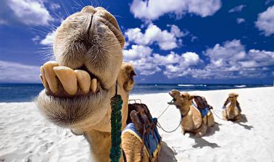 20091204132158-animales-graciosos-camello-sonriendo.jpg