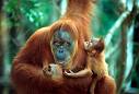 Los incendios y los ataques acaban con la vida de 1.000 orangutanes en Indonesia