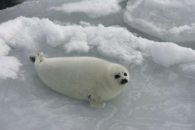 Matanza de focas en Canadá