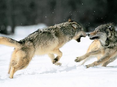 Lucha de lobos