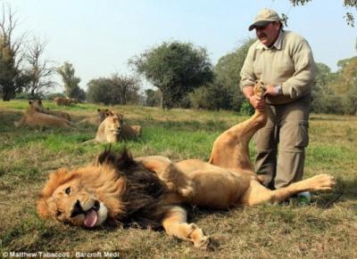 El masajista de leones